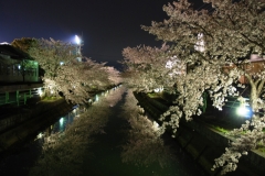 ハピネスビラの近隣（中江川の千本桜）の風景