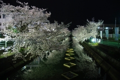 ハピネスビラの近隣（中江川の千本桜）の風景
