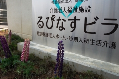 施設内に咲く「ルピナスの花」